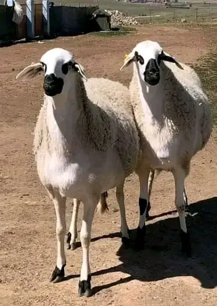تربية الاغنام 