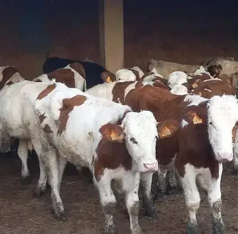 تربية و تسمين الابقار